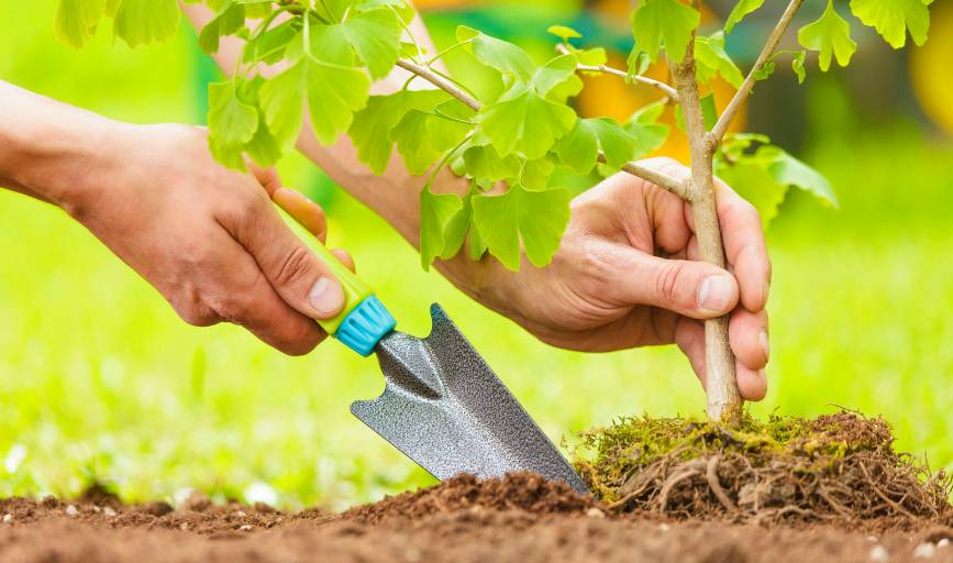 Tree Planting